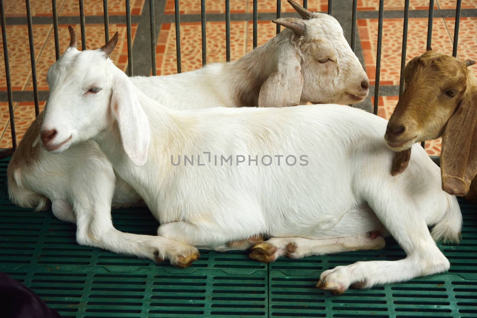 goat in the cage by think4photop