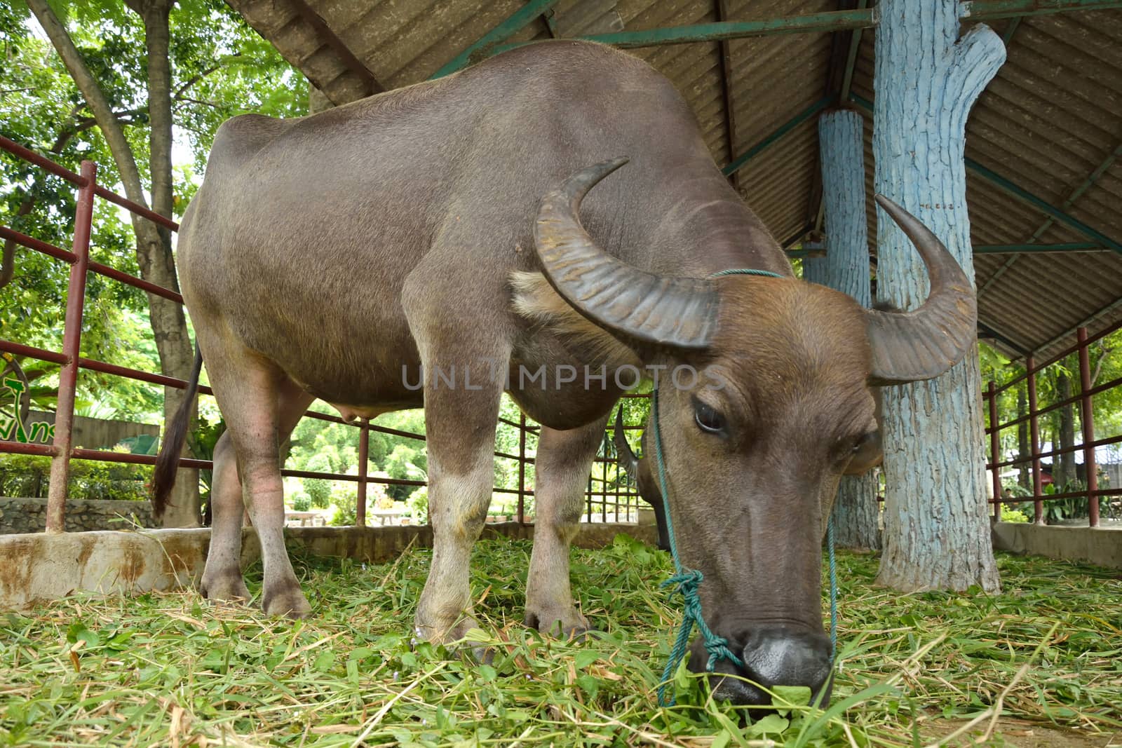 Thai buffalo in the zoo