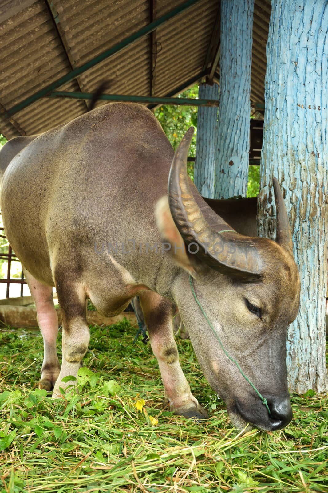 Thai buffalo in the zoo