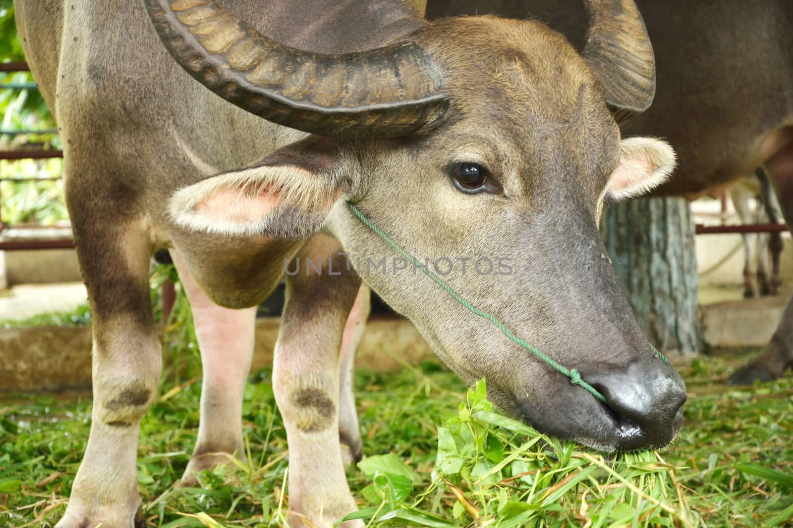 Thai buffalo by think4photop