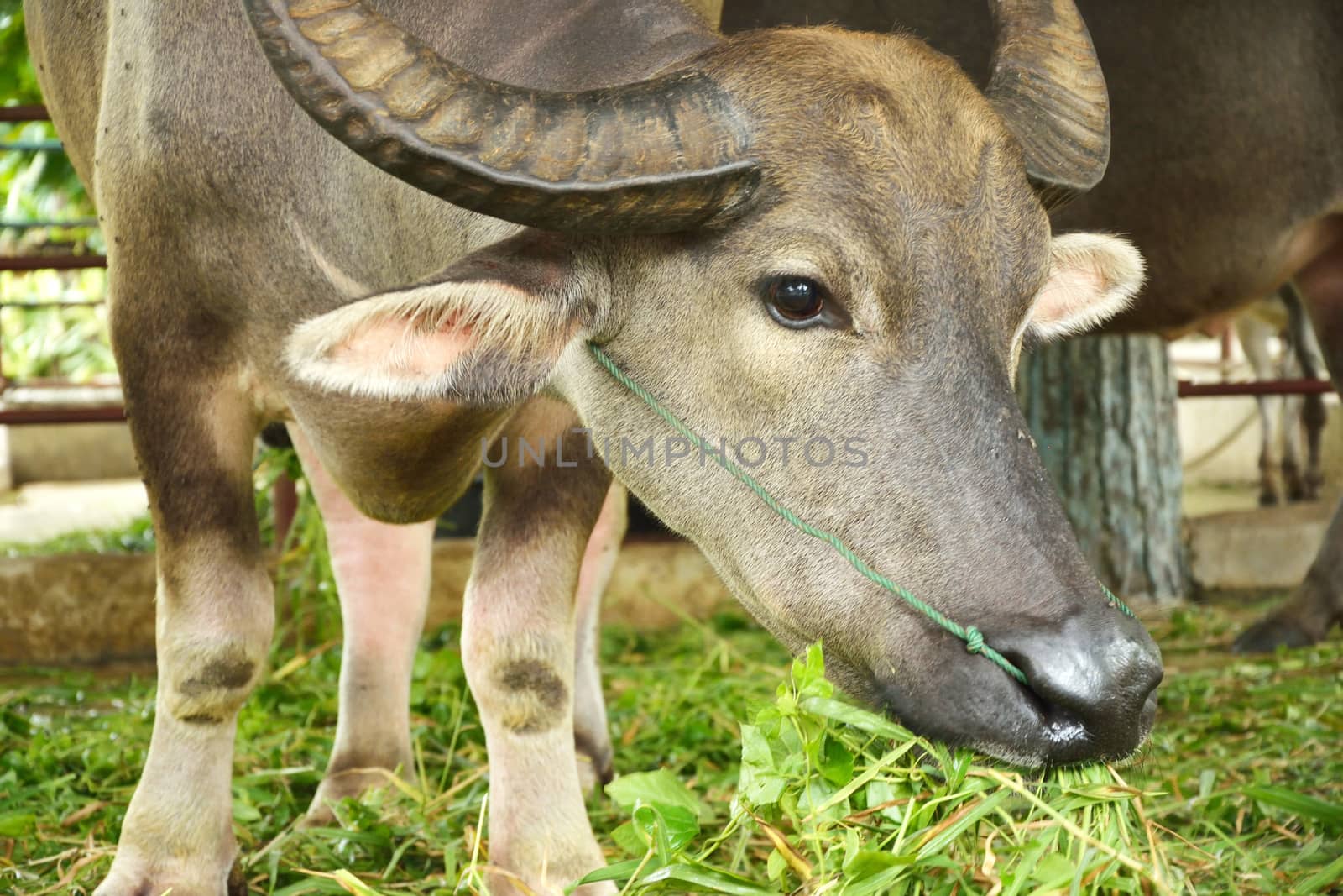 Thai buffalo in the zoo