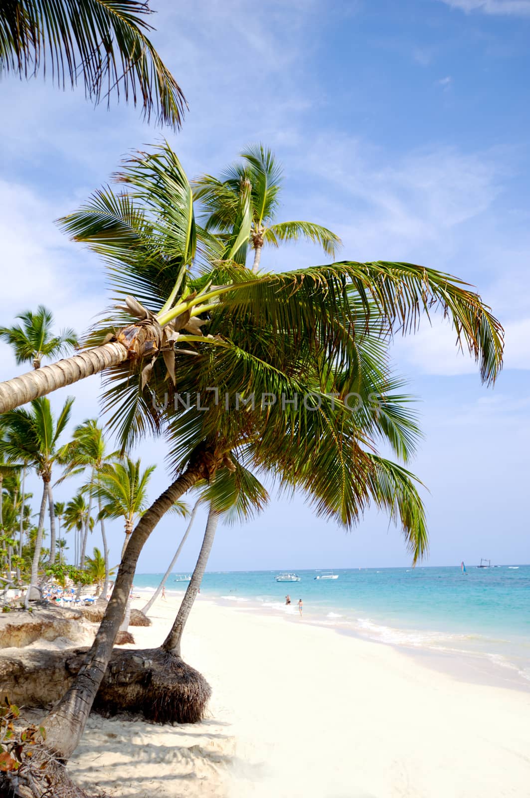 Beach with palm and white sand with the coast in the background. Dominican Republic.