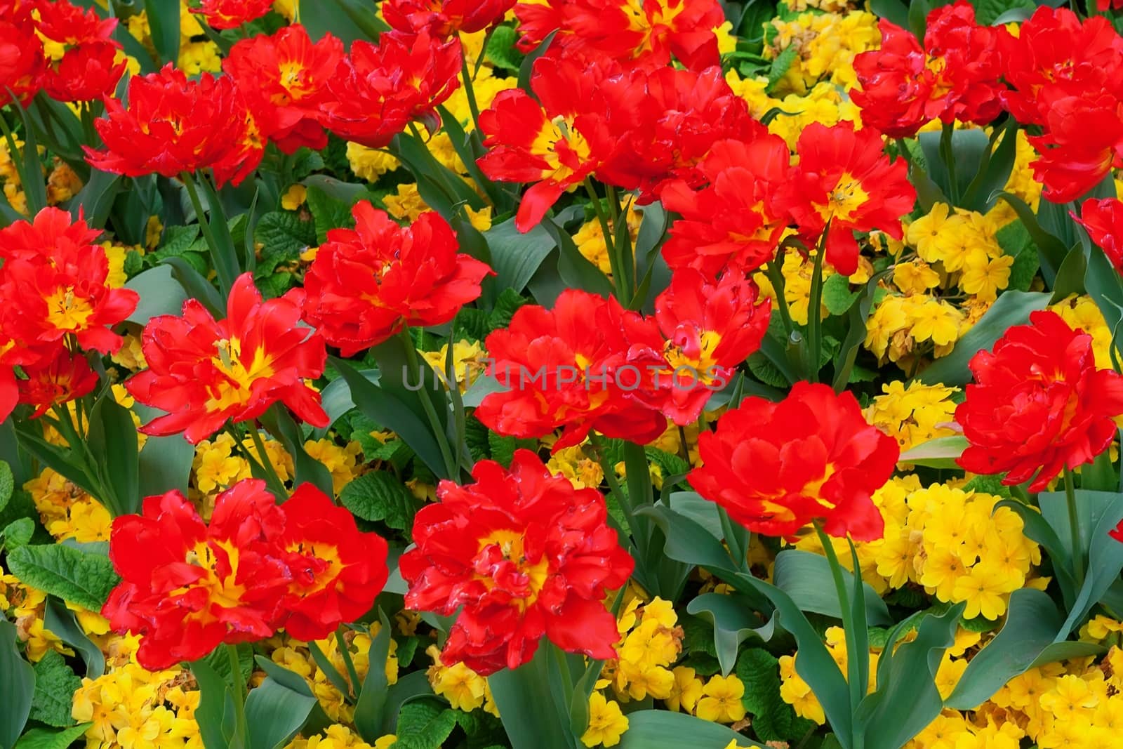 Red and yellow flowers in a botanical garden