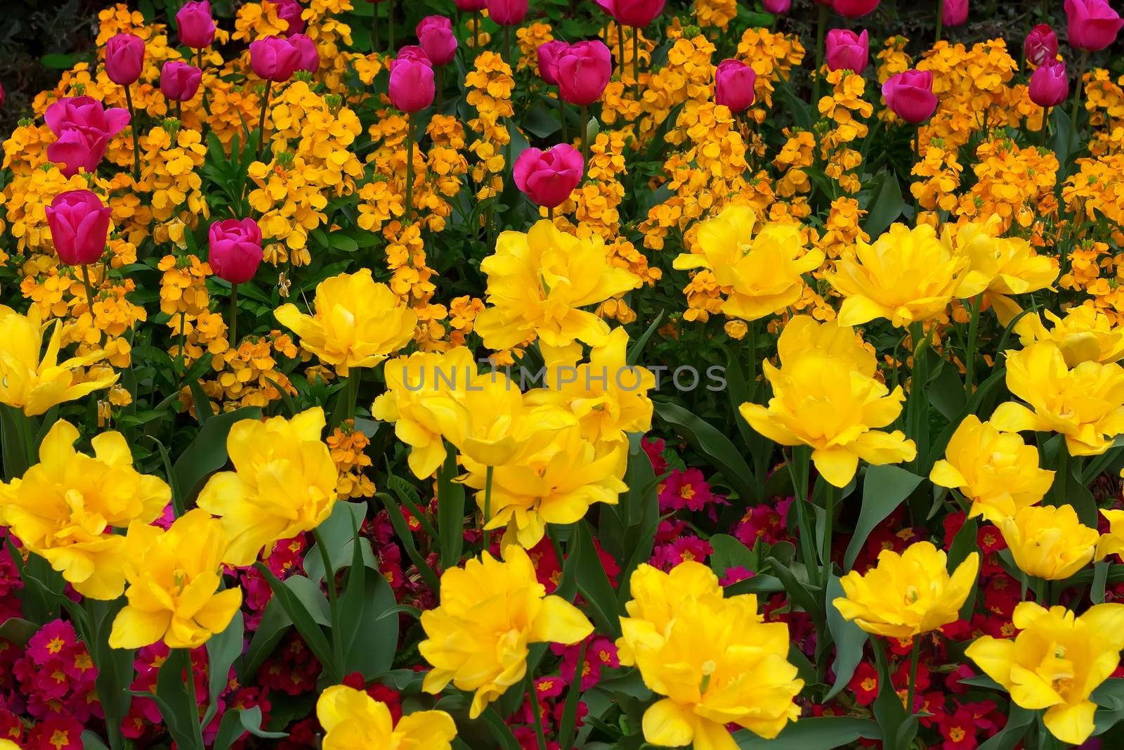 Flowers in a botanical garden