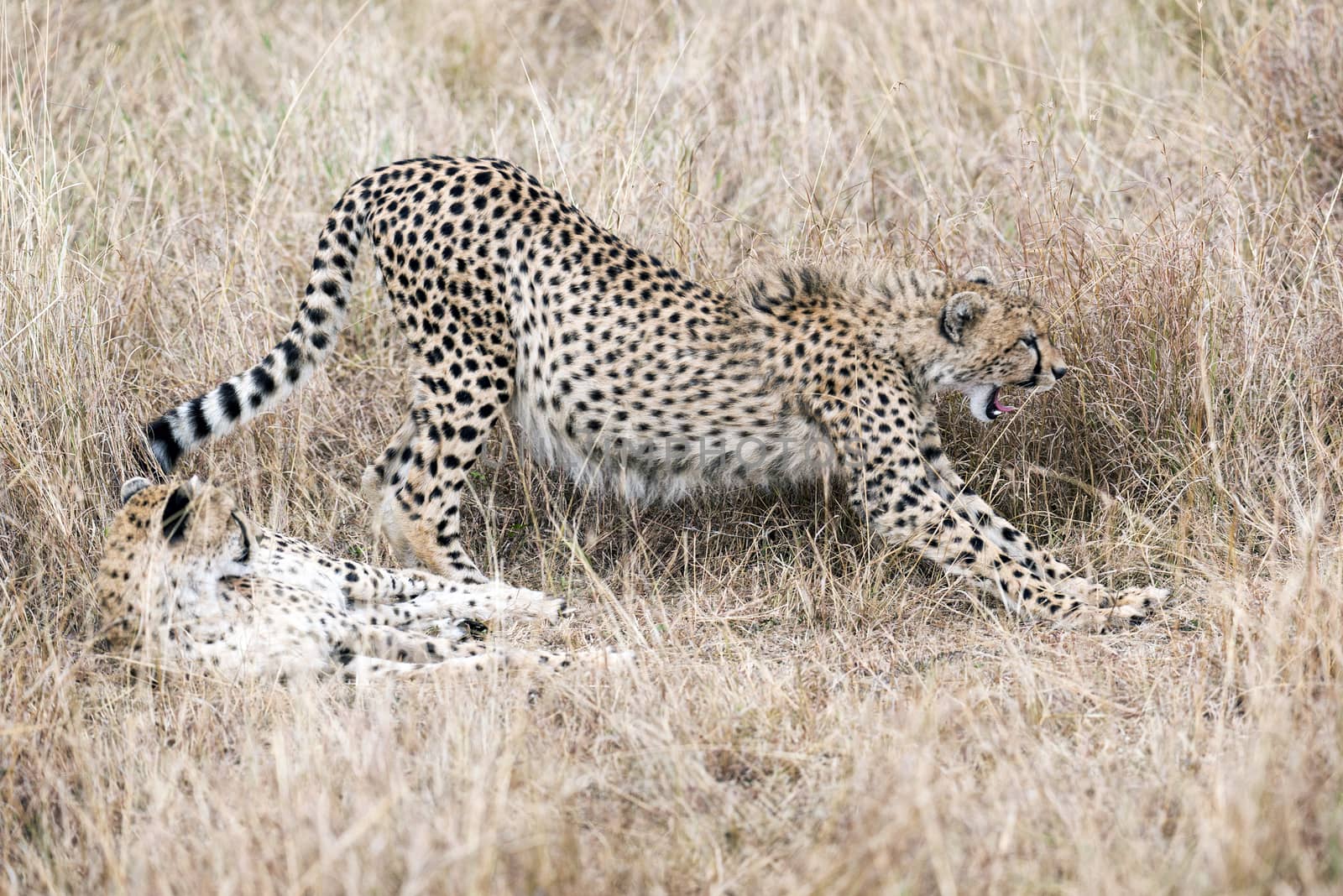 Cheetah takes a moment to relax with a yawn after successful hunting while his brother lay around in long grass,  Masai Mara National Reserve, Kenya, East Africa