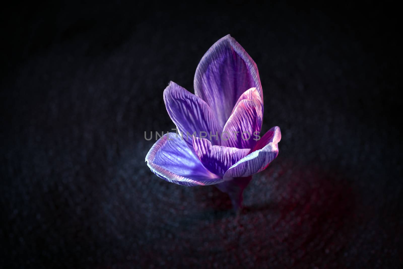 Pickwick crocus flower on the black soil background with ruby-colored backlight