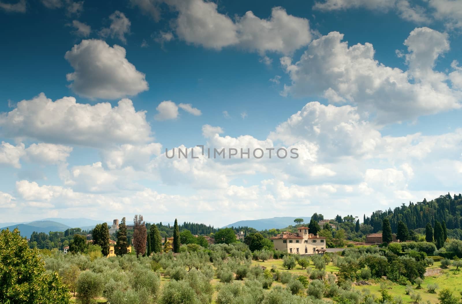 landscape whit olive trees, Toscana, Italy