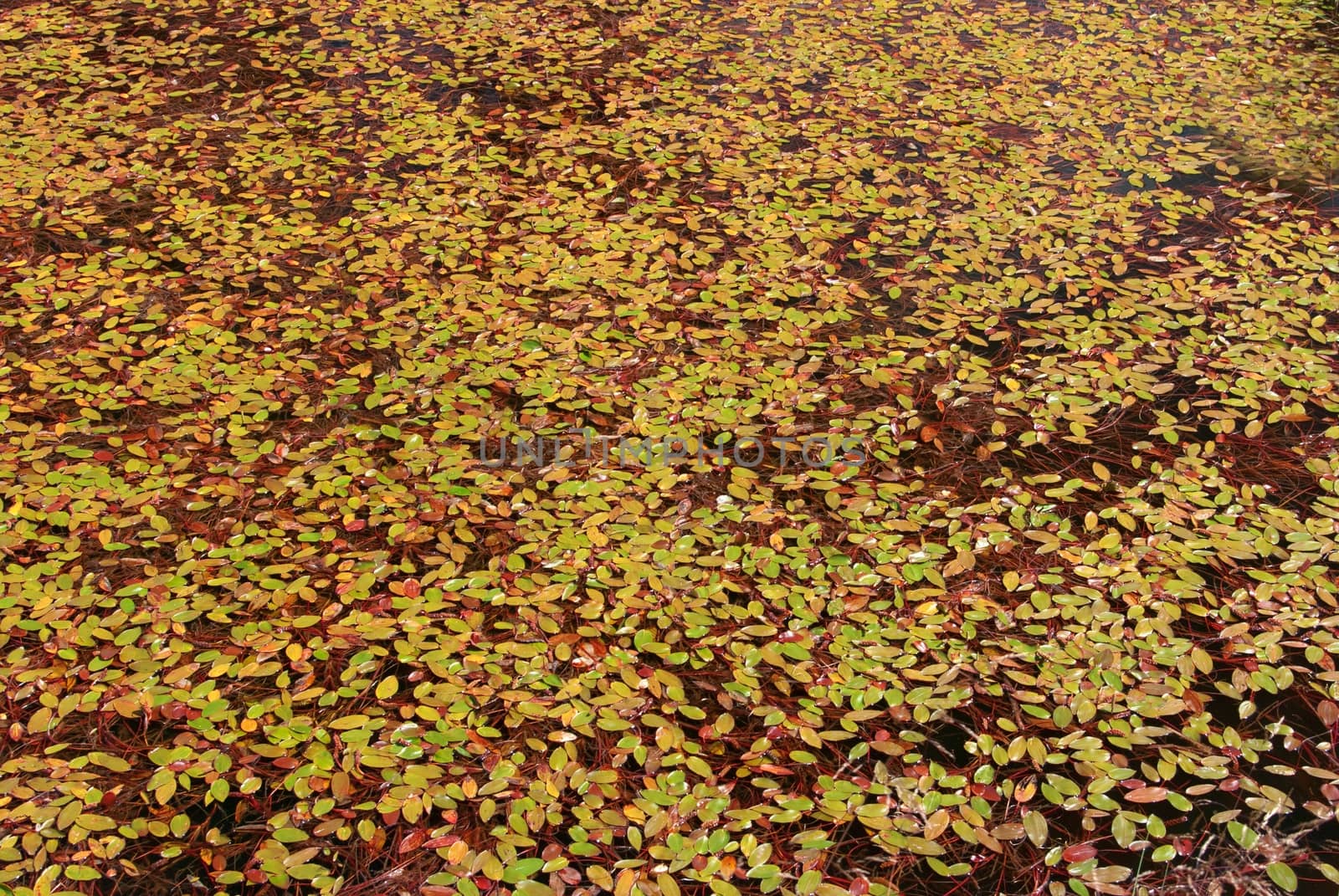Leaves in swamp - texture by mitakag
