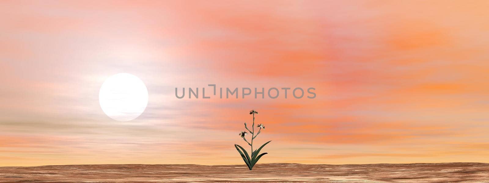 Single flower in dry desert by sunset light