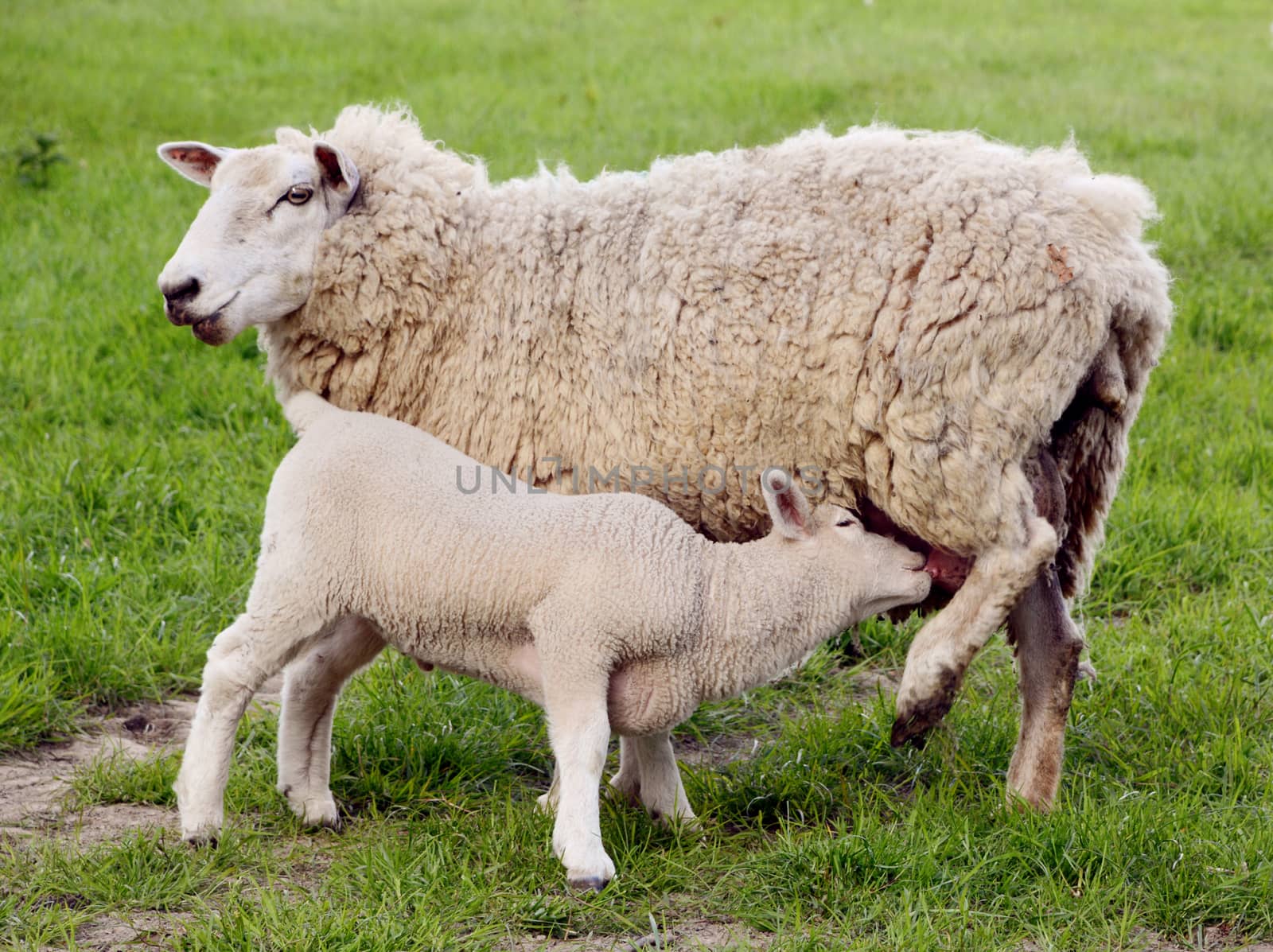 Young lamb suckling at the teat of its mother in a green field