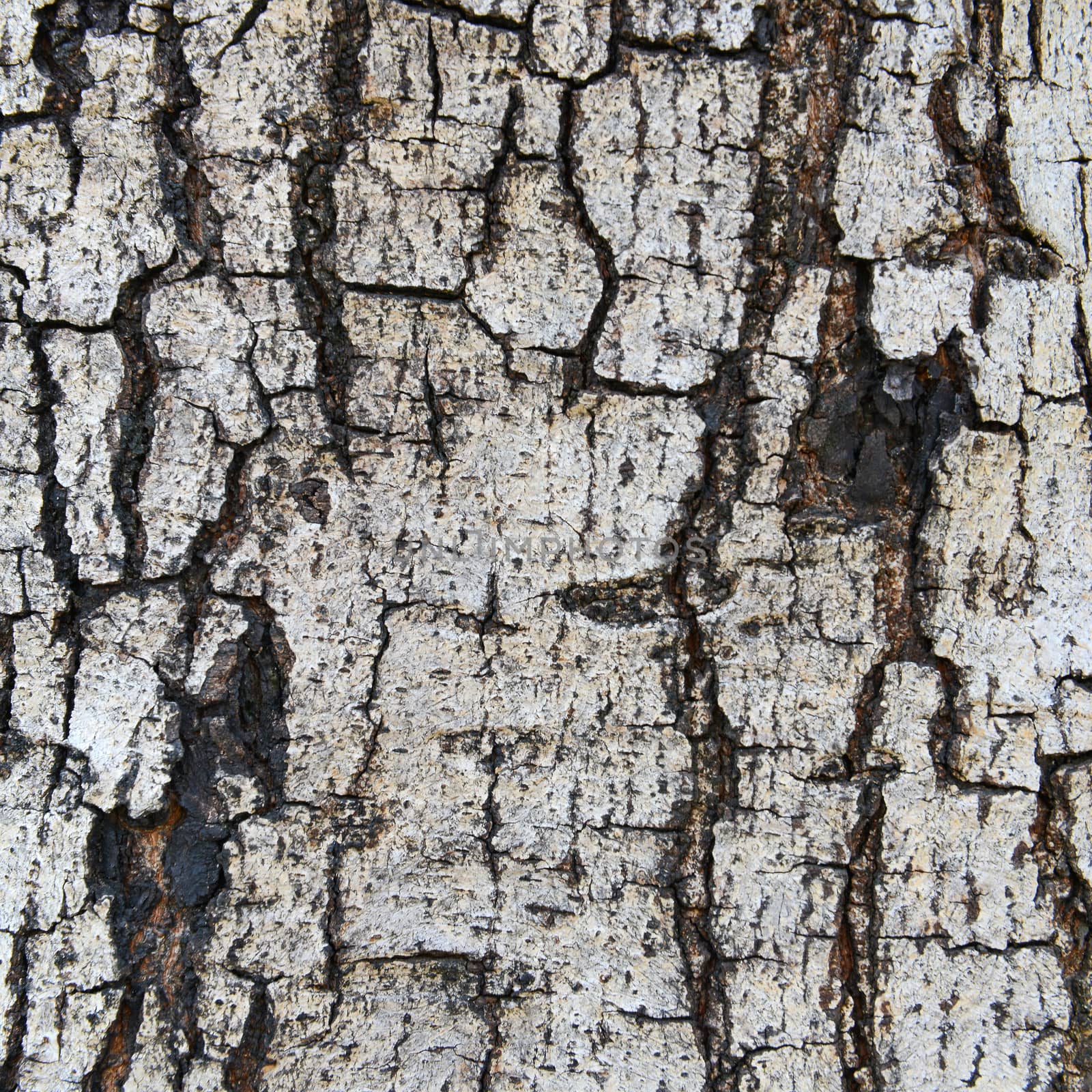 Close up texture of fracture on the tree bark.