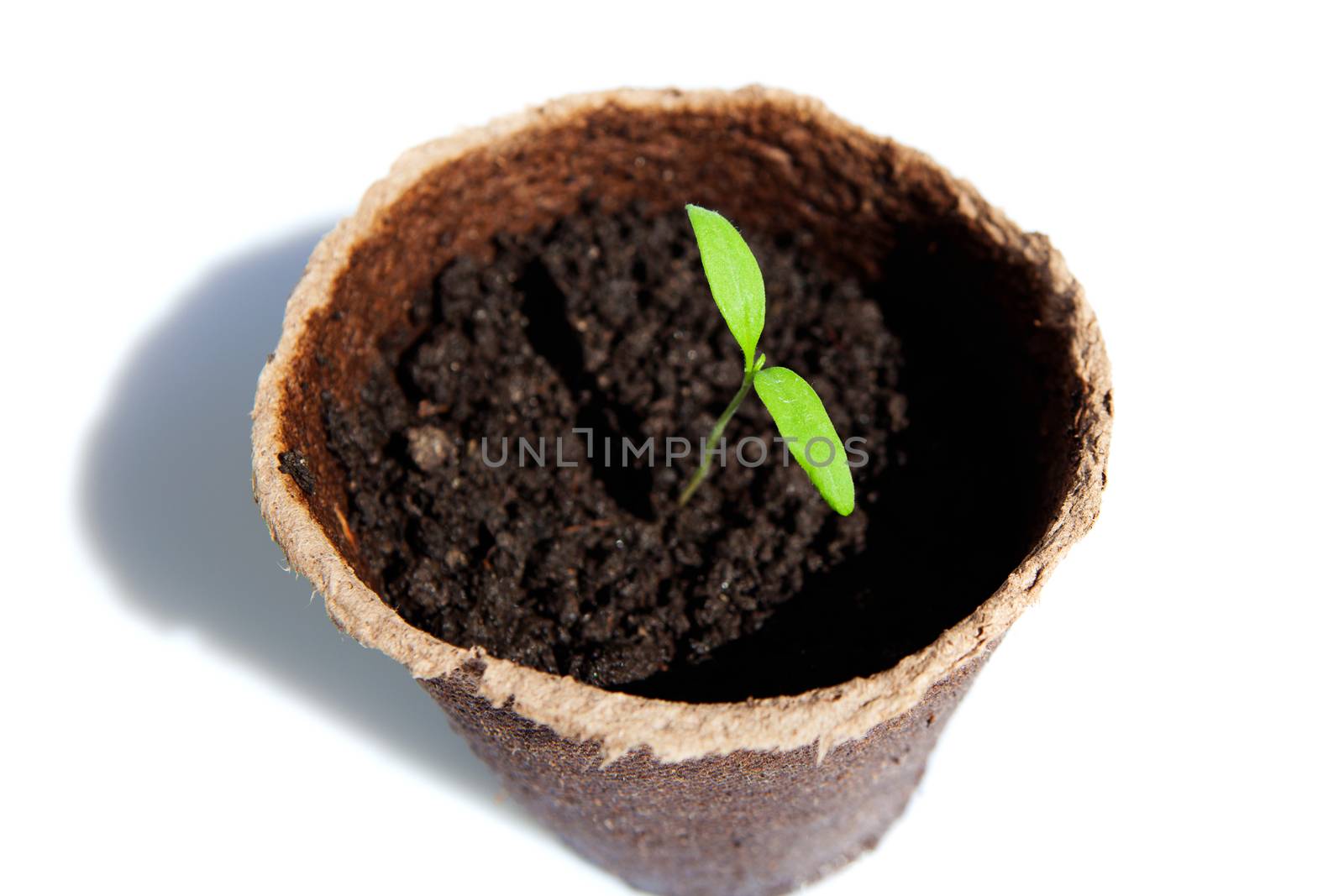 new sprout of tomato in turf pot - top view