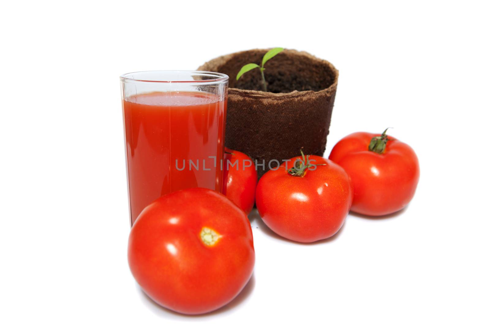 seedling of tomato, the same vegetables and juice