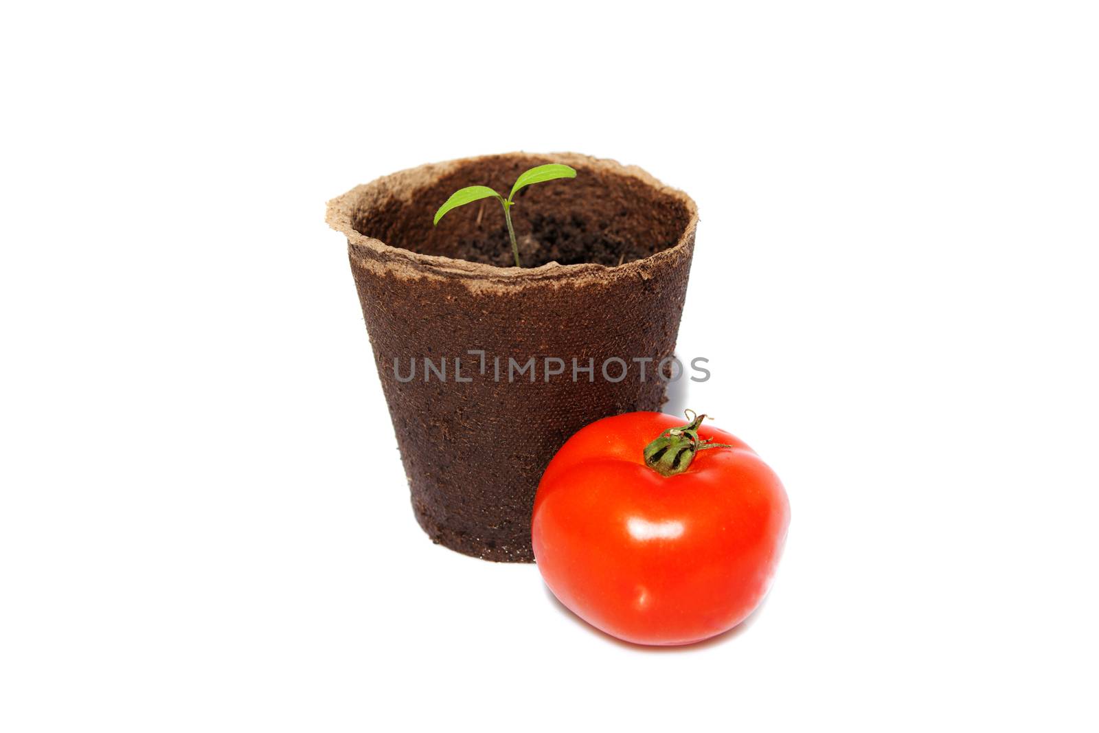 new sprout of tomato and the same vegetable by vsurkov