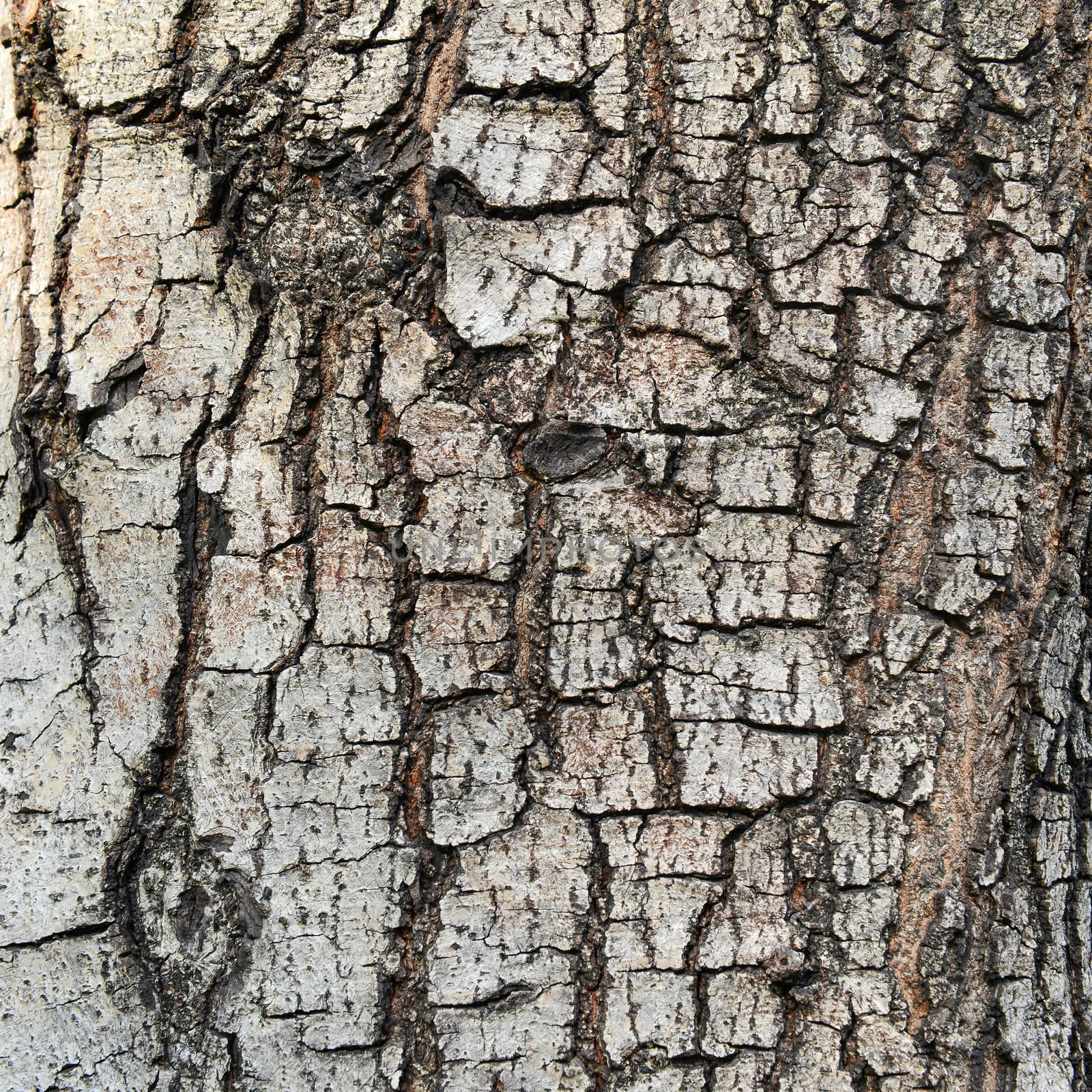 texture of fracture on the tree bark.  by opasstudio