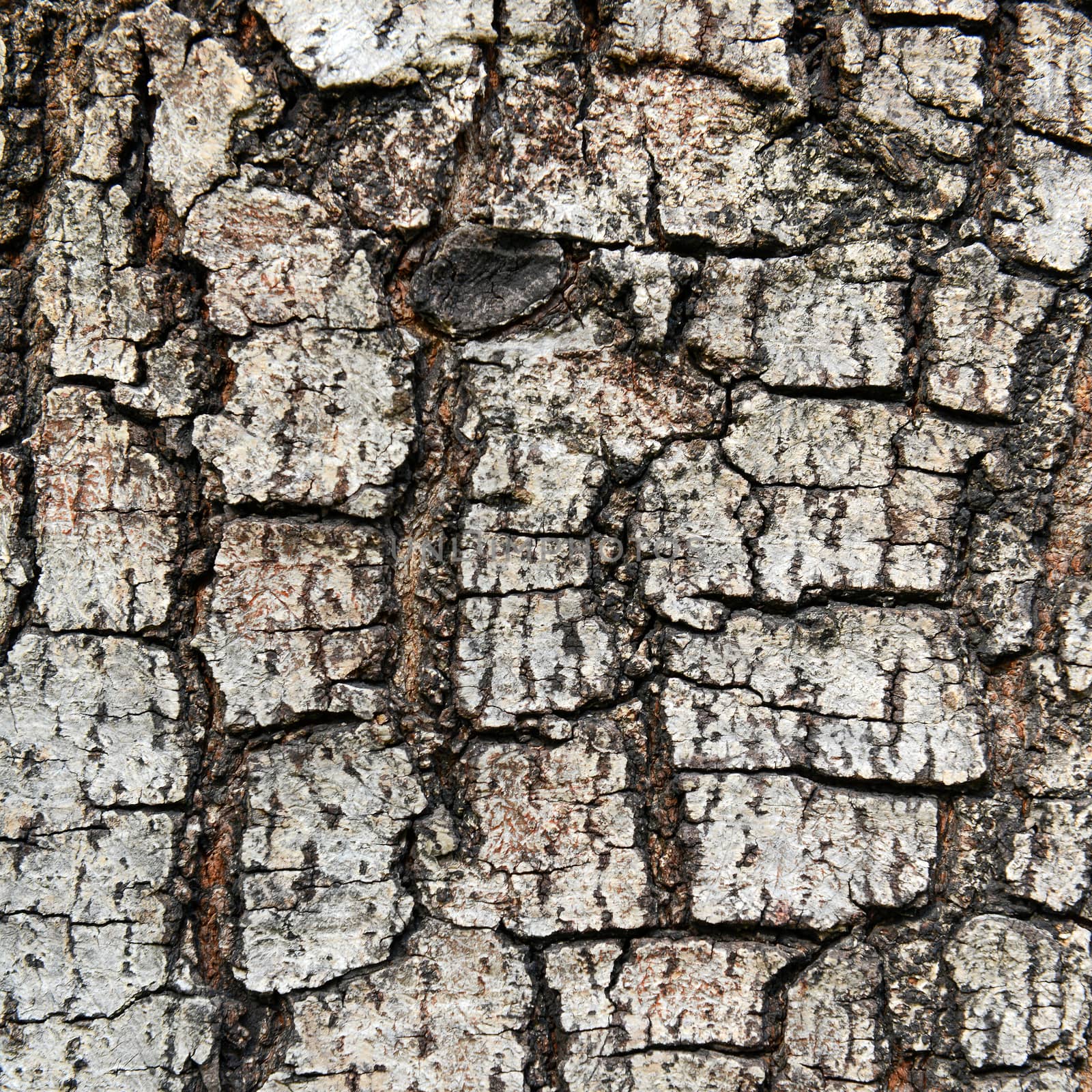 texture of fracture on the tree bark. by opasstudio