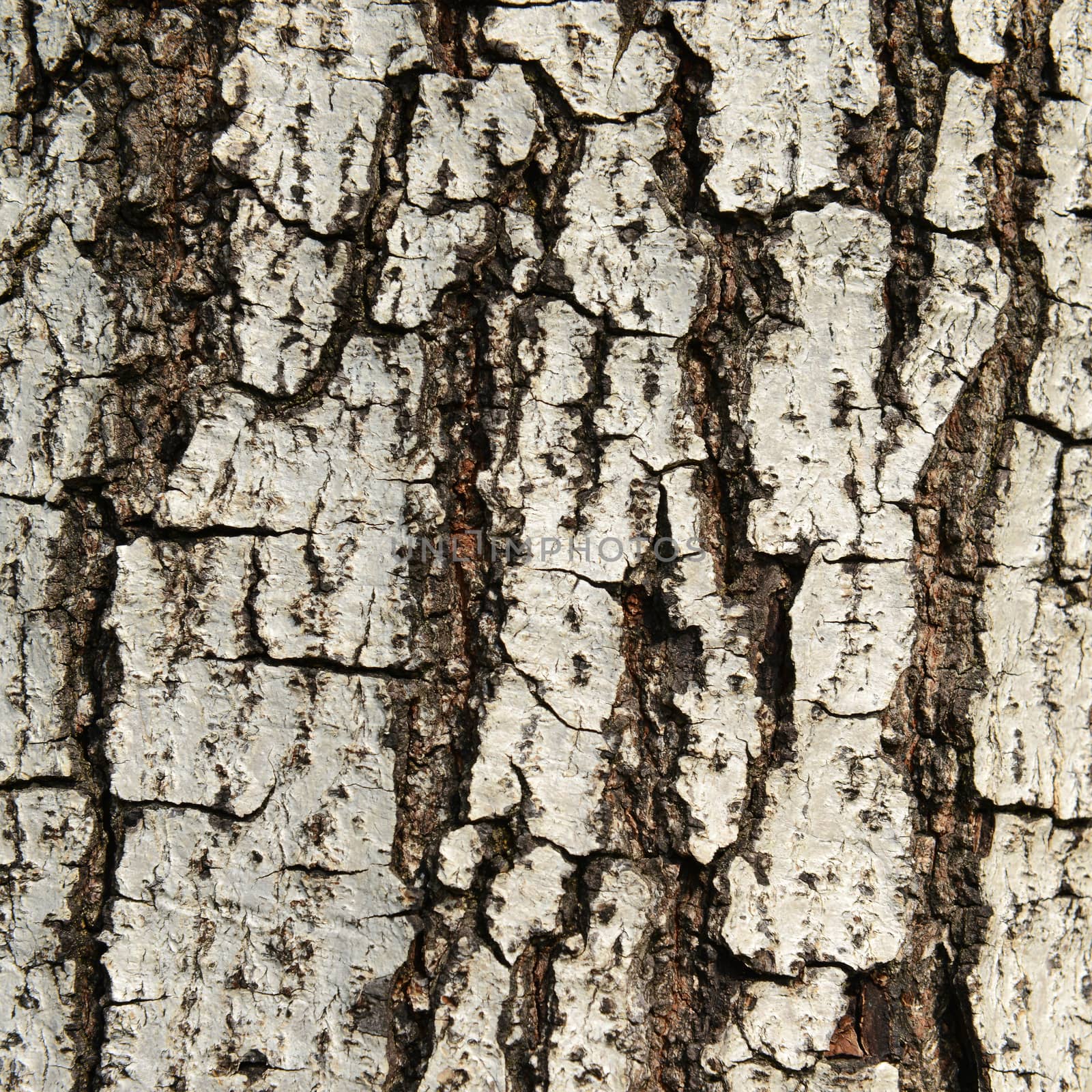 texture of fracture on the tree bark.  by opasstudio