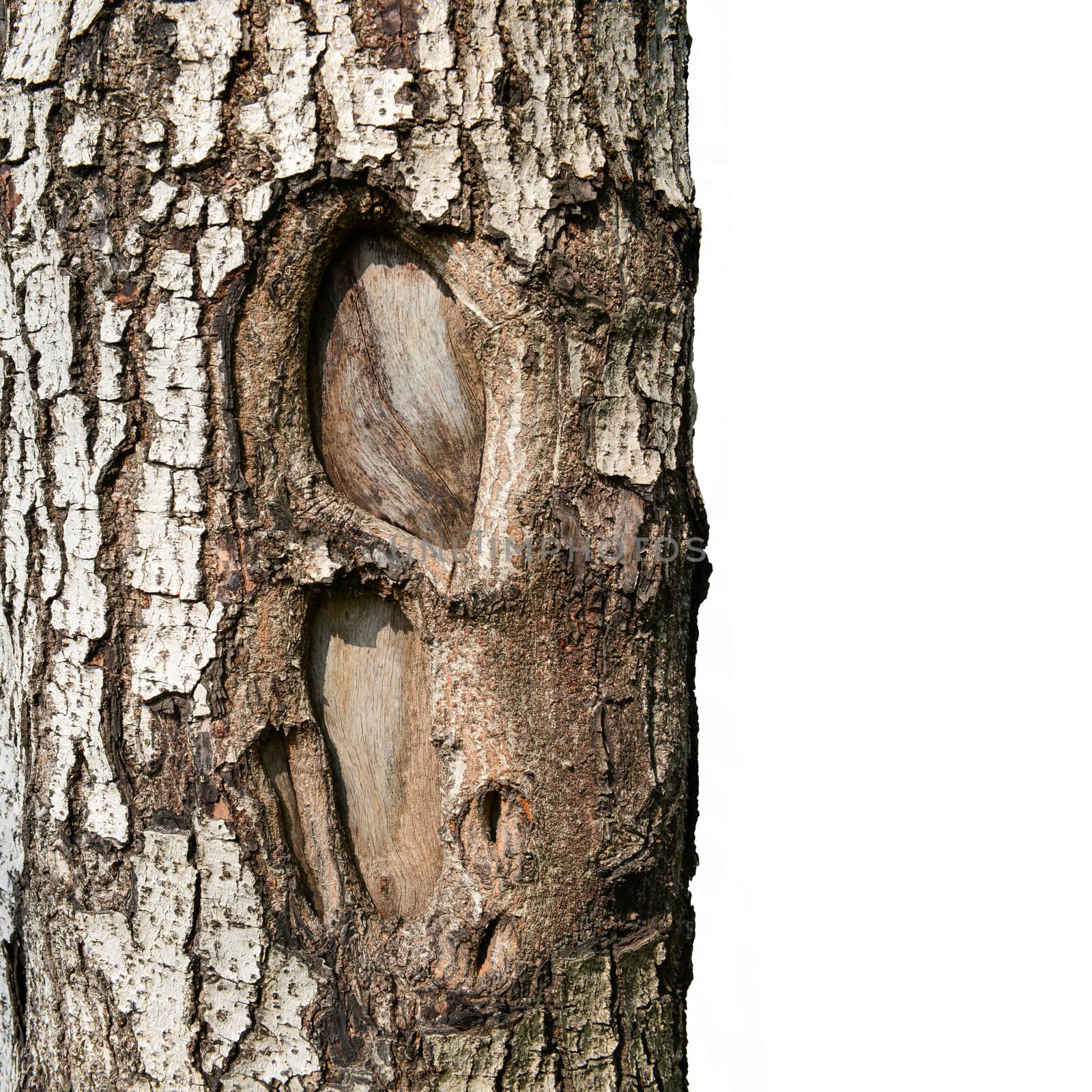 texture of fracture on the tree bark. by opasstudio