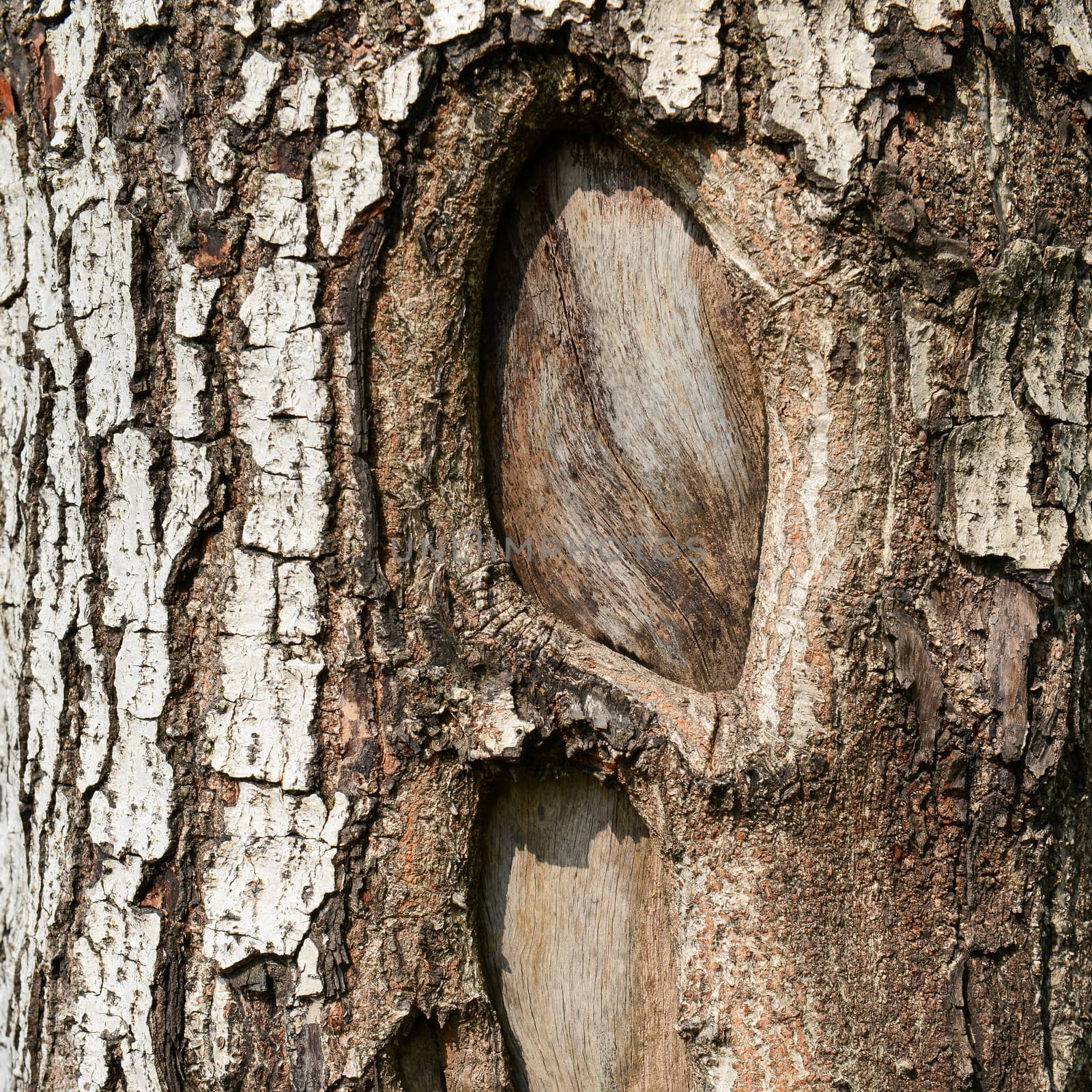 Close up texture of fracture on the tree bark. 