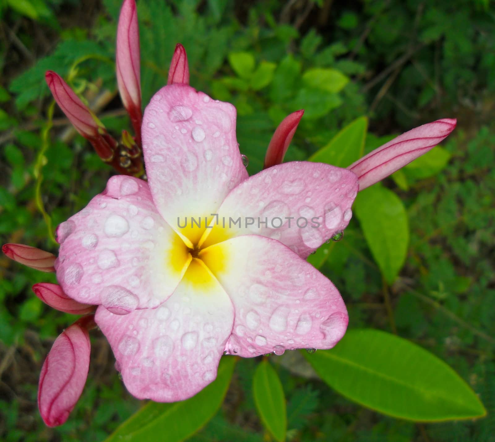 close-up shot for  frangipani flowers