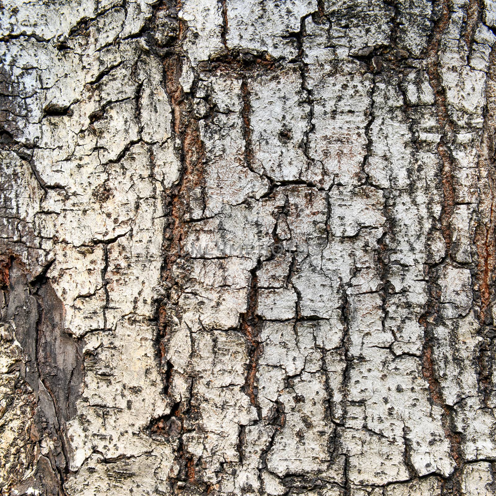 Close up texture of fracture on the tree bark. 