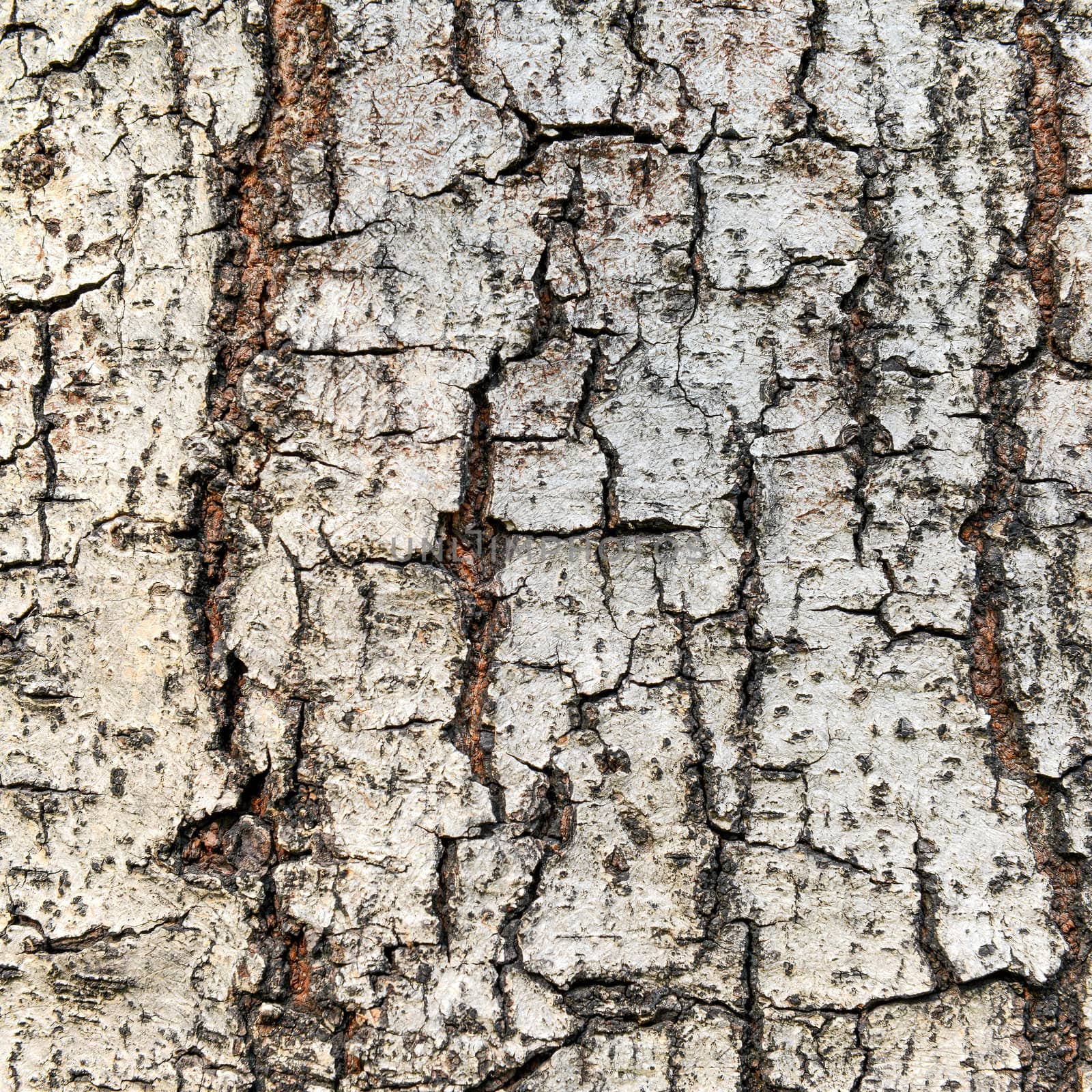 Close up texture of fracture on the tree bark. 