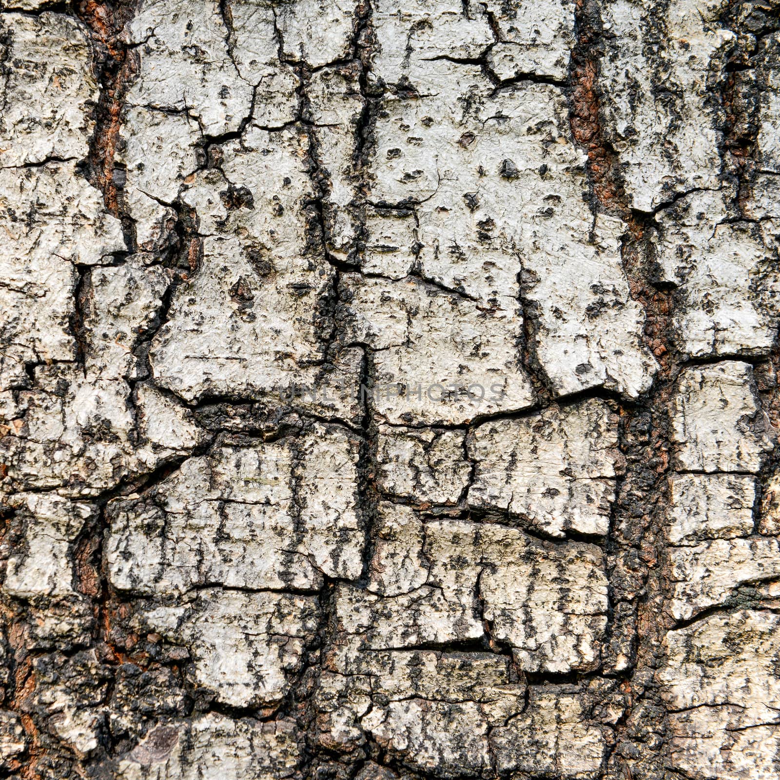 Close up texture of fracture on the tree bark. 