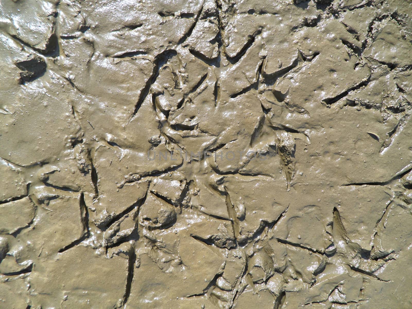 Birds footprints in brown mud