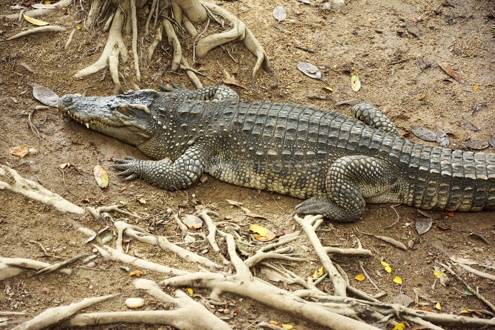 Sleeping crocodiles on crocodile farm, Thailand by think4photop