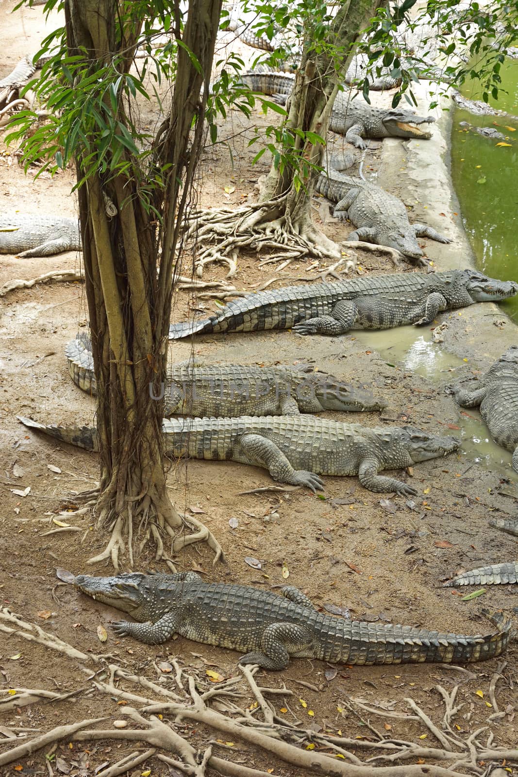 Sleeping crocodiles on crocodile farm, Thailand