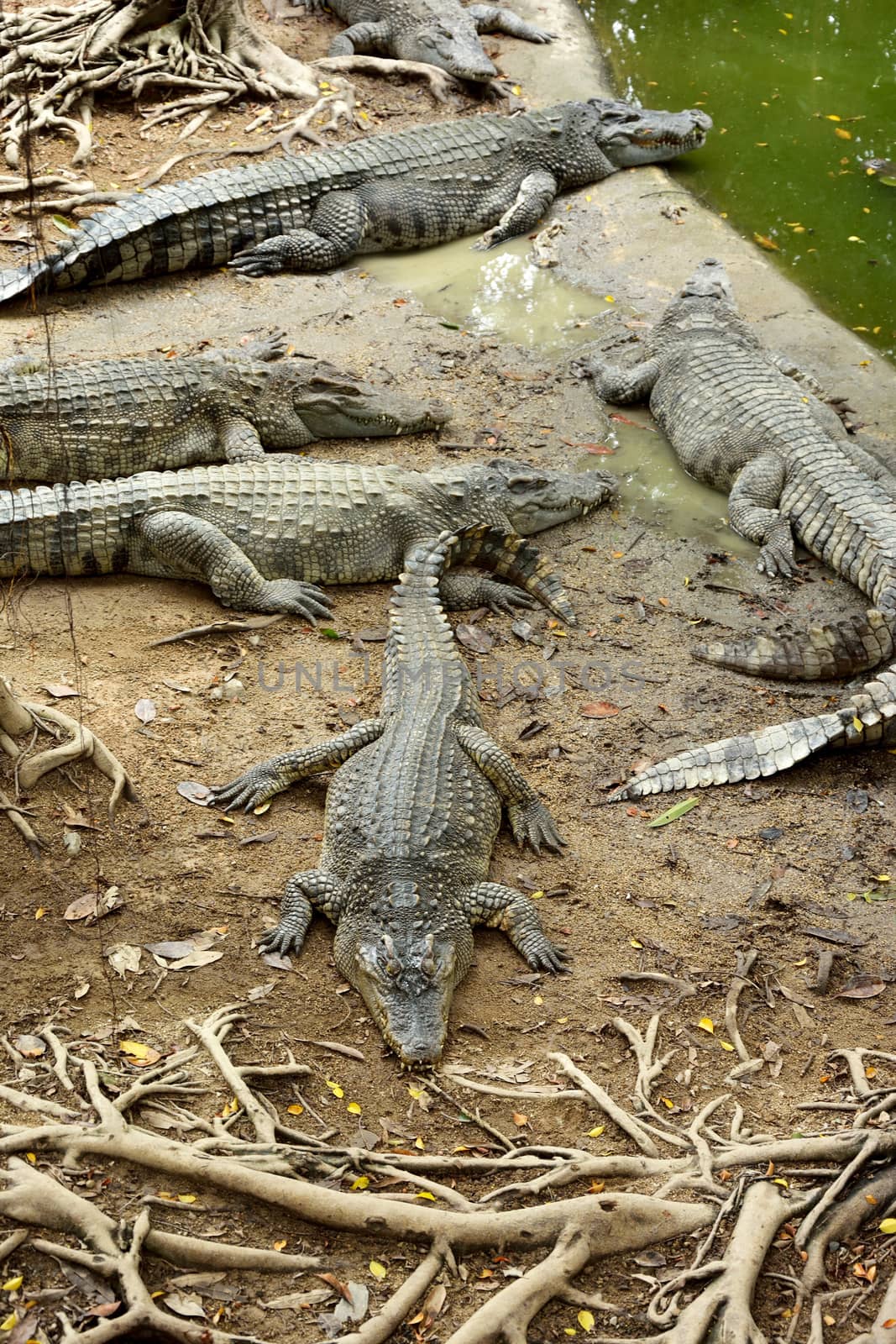 Sleeping crocodiles on crocodile farm, Thailand by think4photop