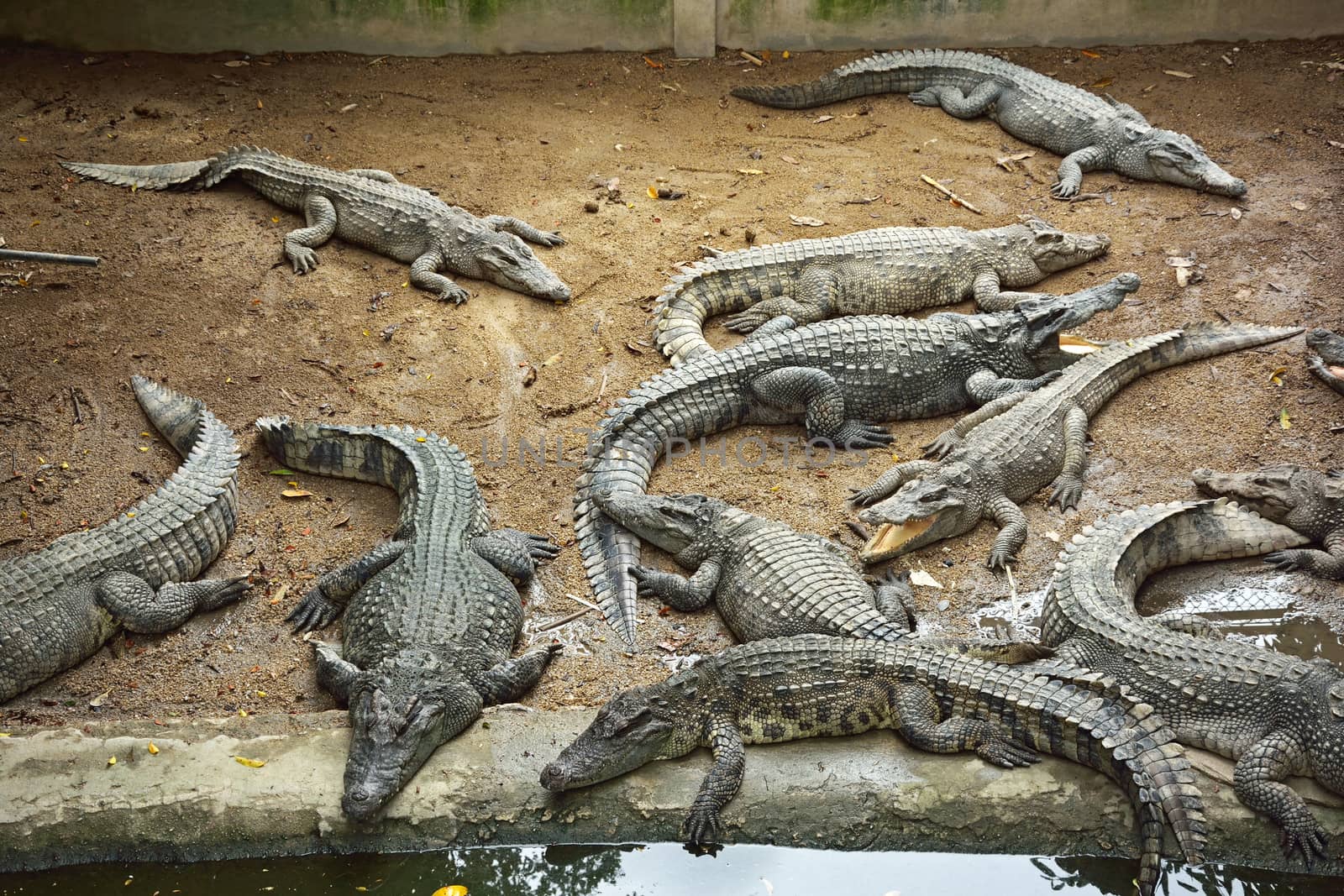 Sleeping crocodiles on crocodile farm, Thailand