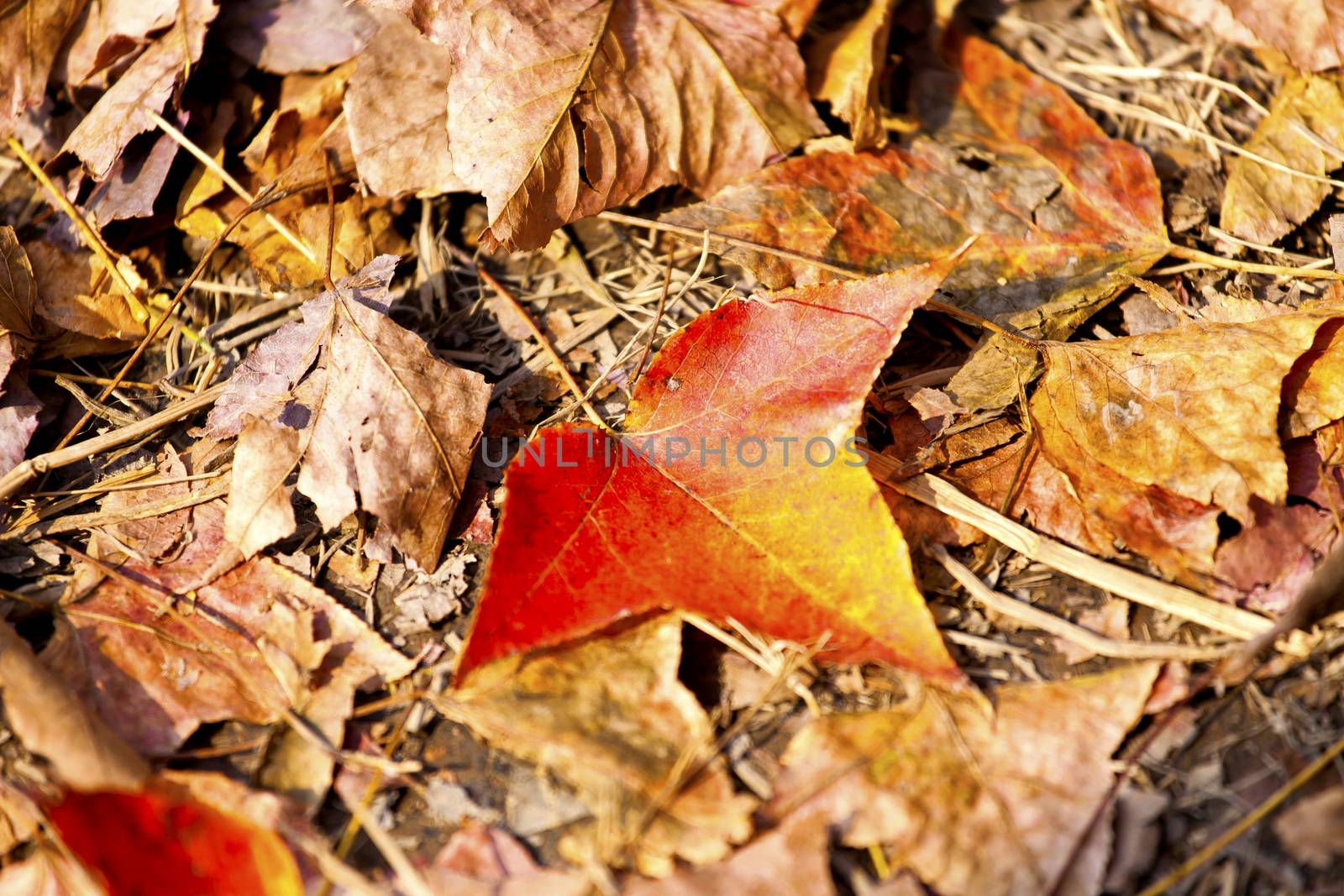 Fallen maple leaves 