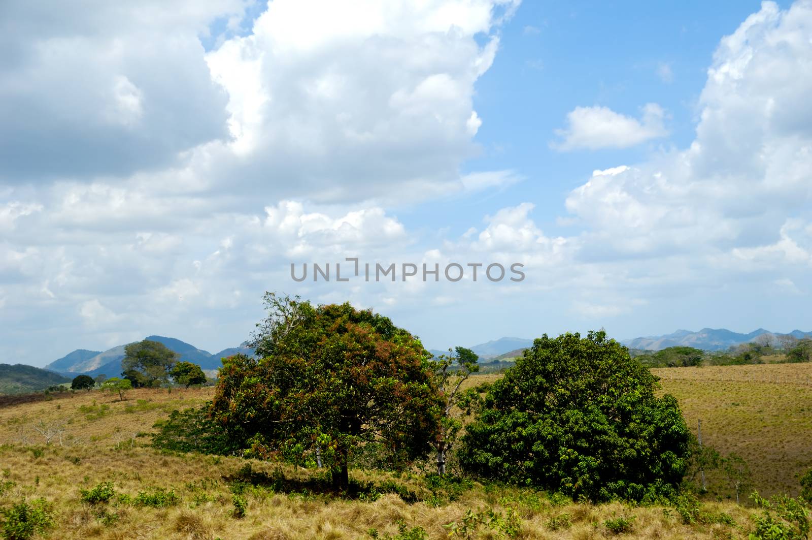 Trees in green nature at The Dominican Republic