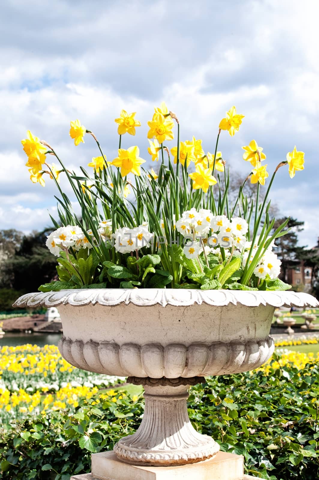 Decorated stone pot of daffodils and primroses in the park