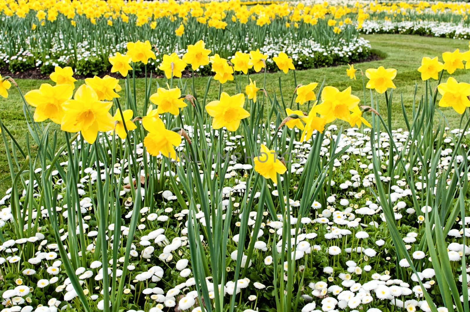 Flower beds with daffodils and marguerites in the park