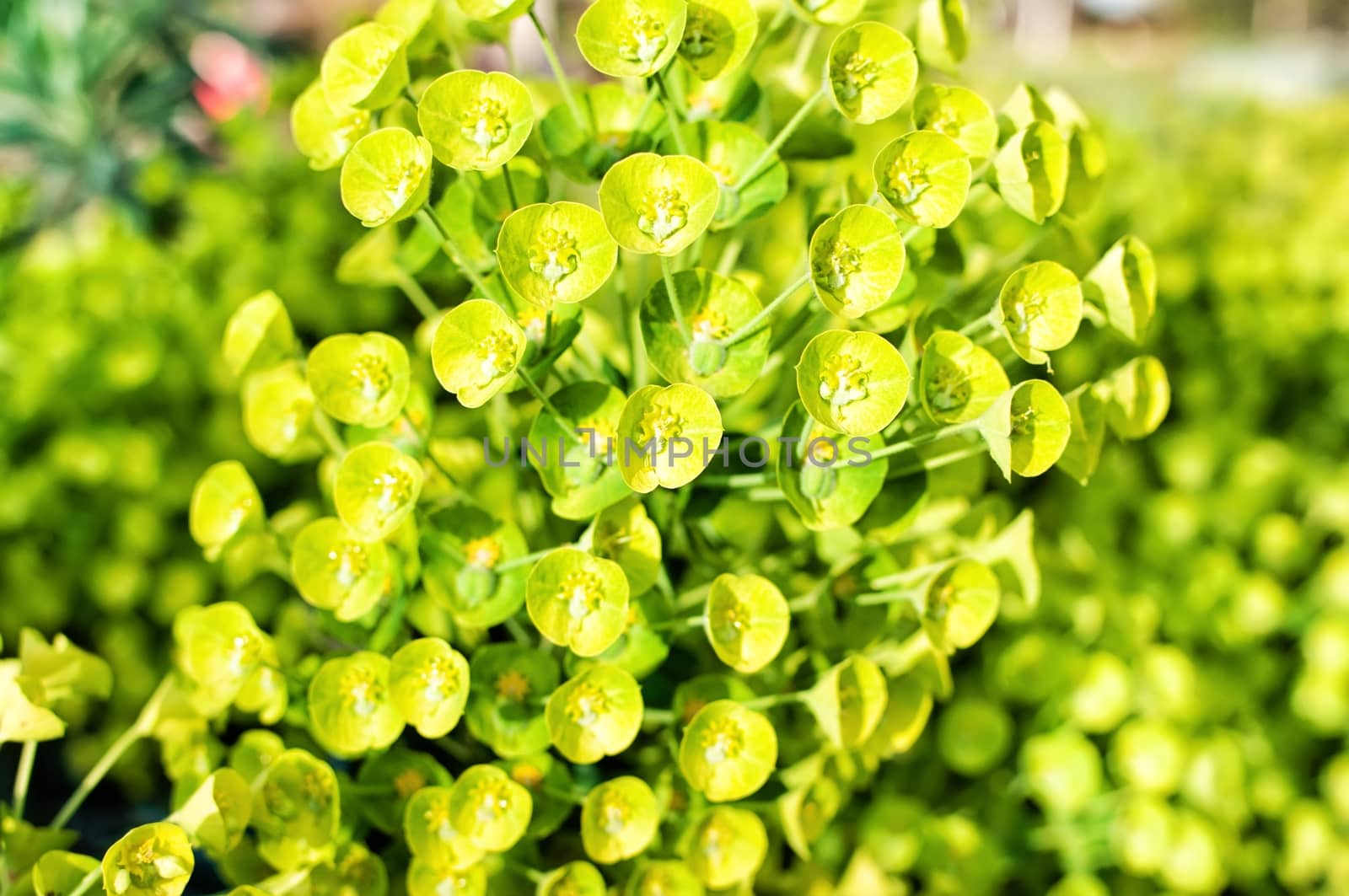 Green flower euphorbia myrsinites called spurge