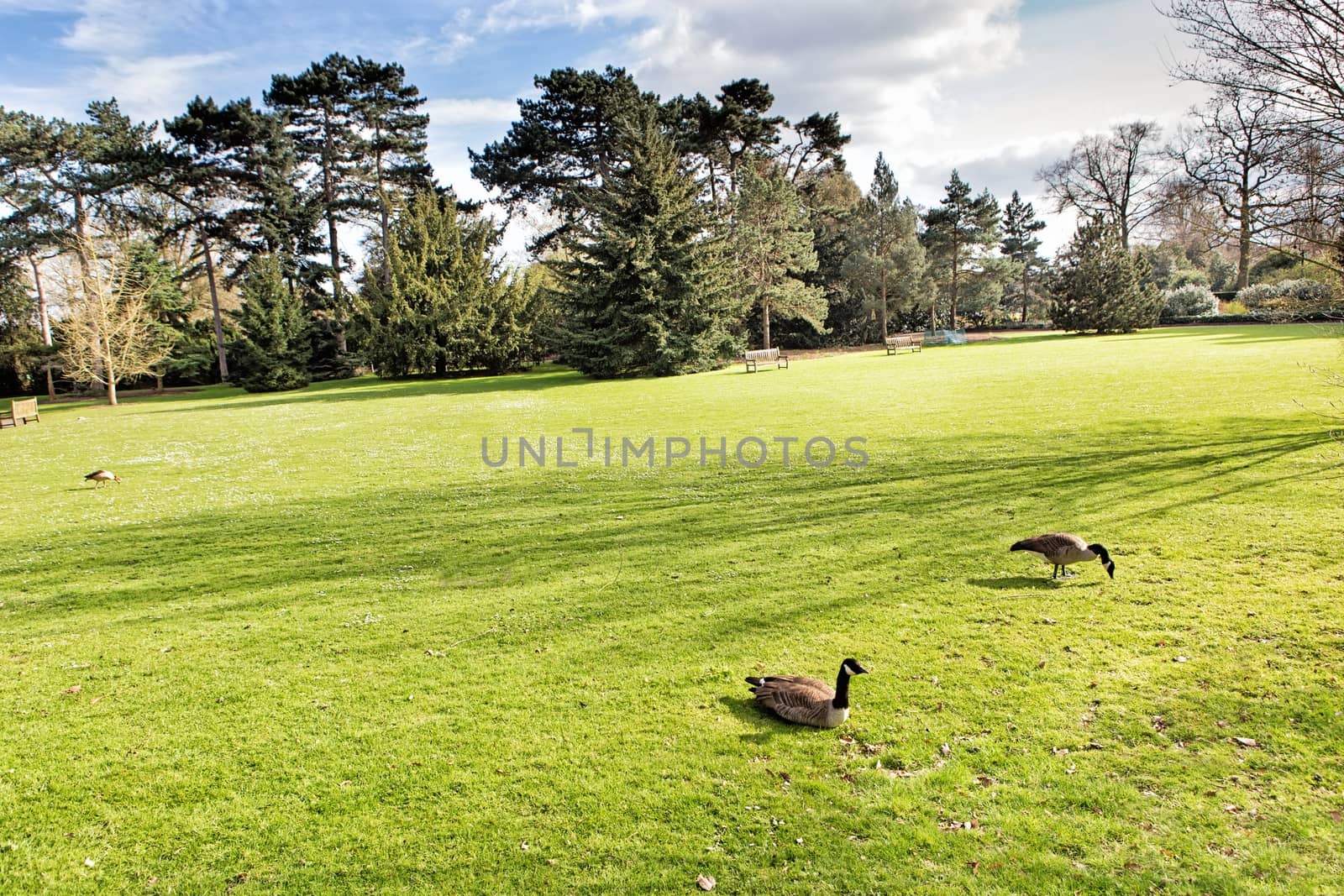 Geese on a green lawn in the park