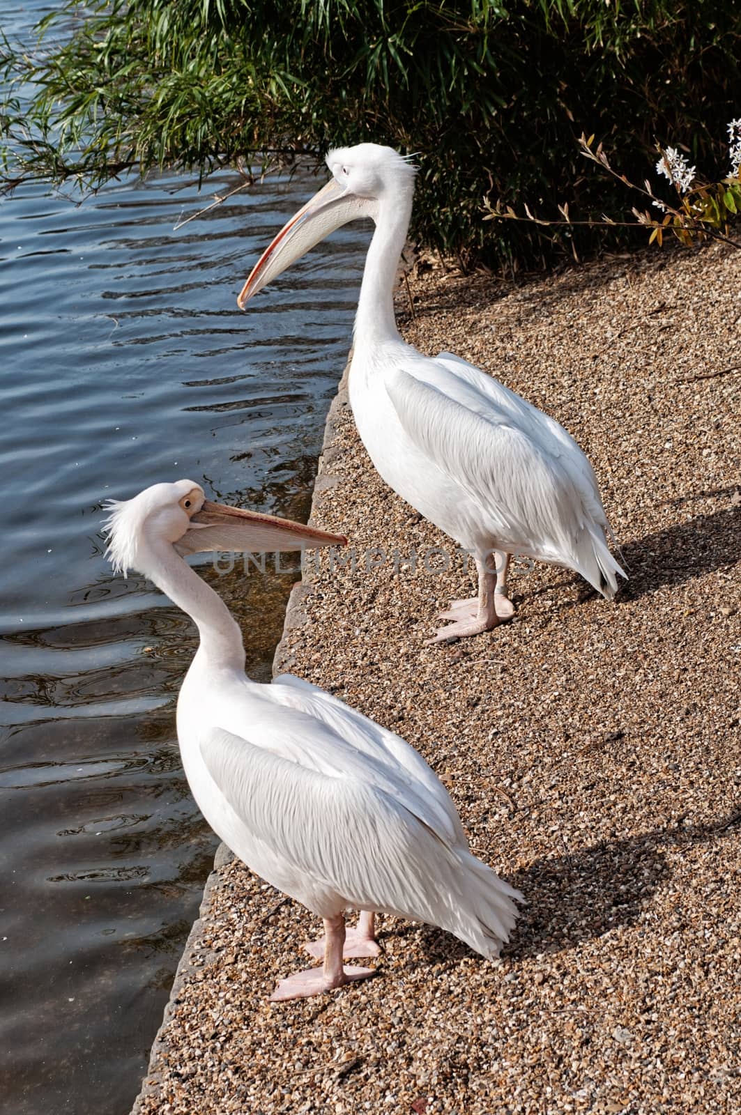 Two white pelicans in the spring park