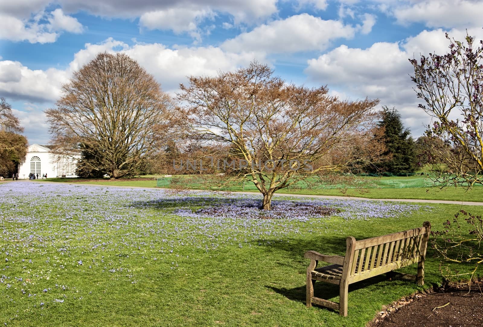 Wooden bench in a park with forget-me-no flowers by mitakag