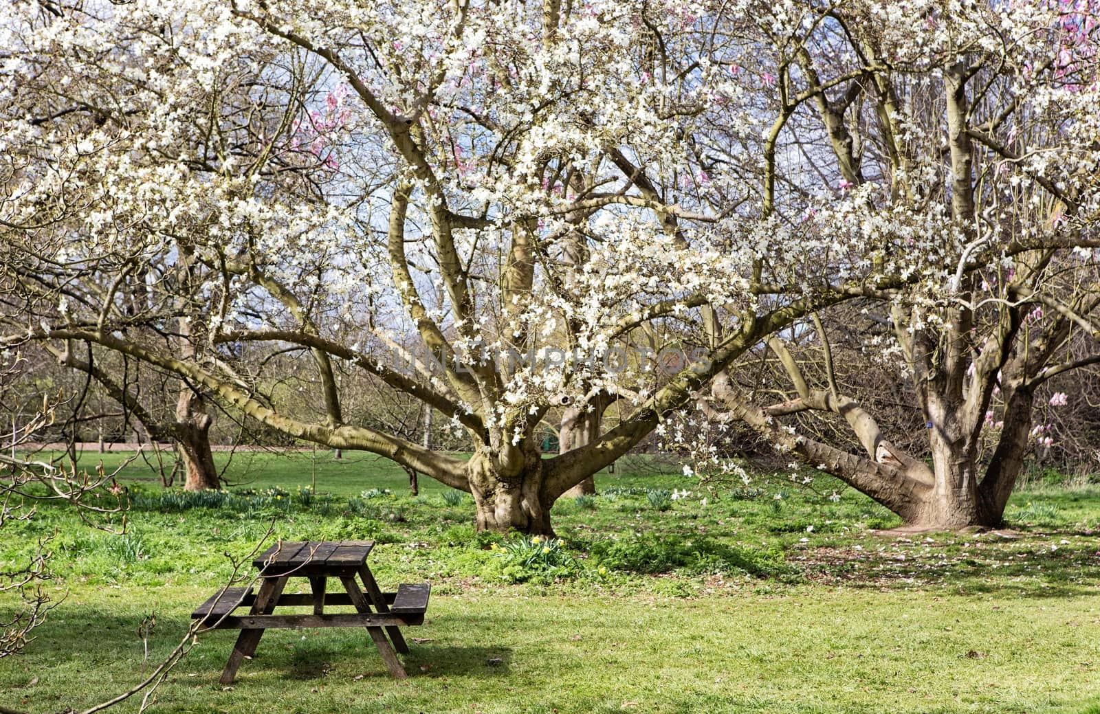 View from park in the spring by mitakag