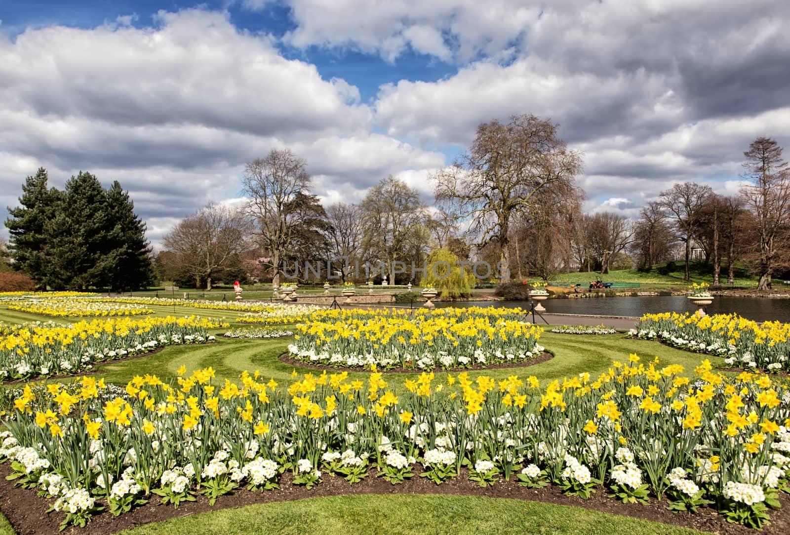 Daffodils and marguerites in the park by mitakag