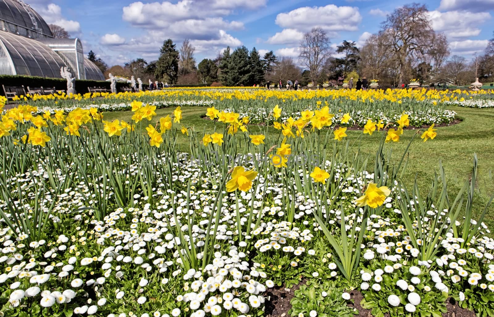Daffodils and marguerites in spring park