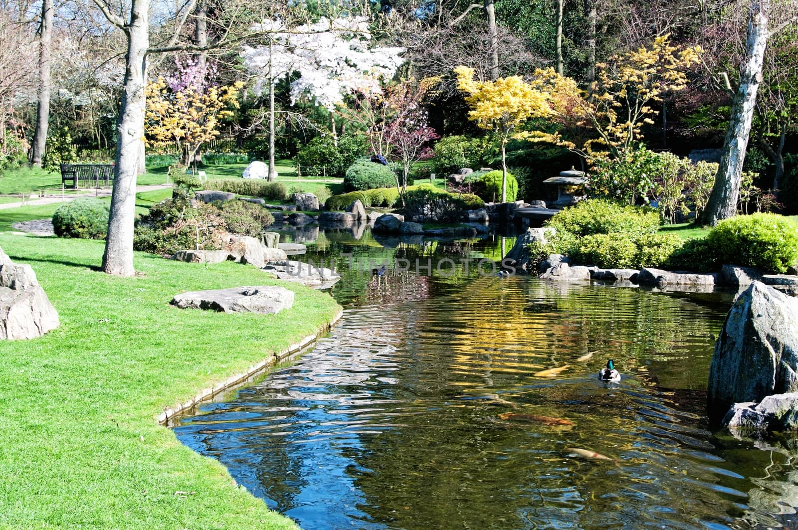Beautiful pond with ducks in the park