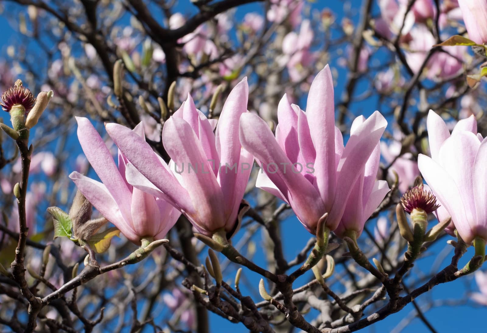 Beautifull magnolia blossom in spring