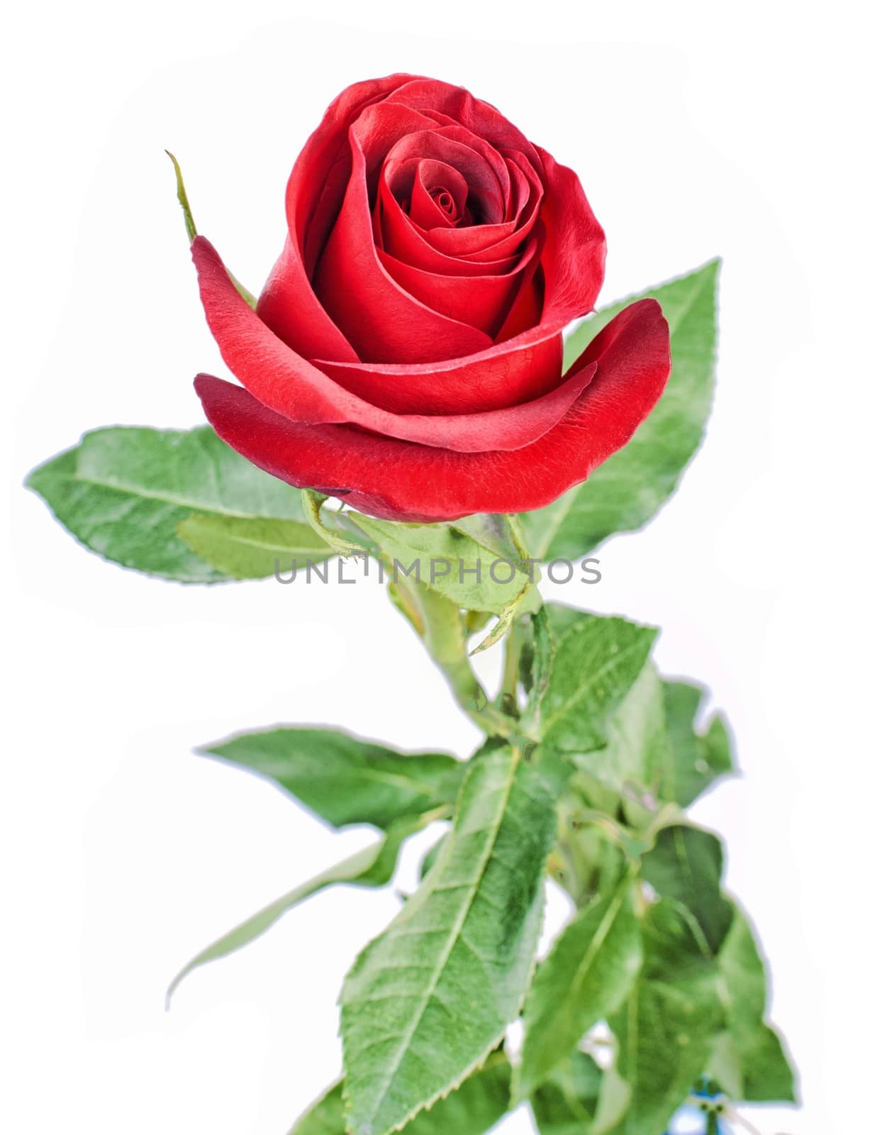 Single beautiful red rose isolated on white background