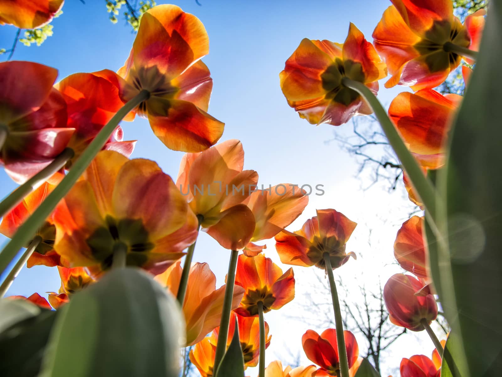 Red and orange tulips seen from below by artofphoto