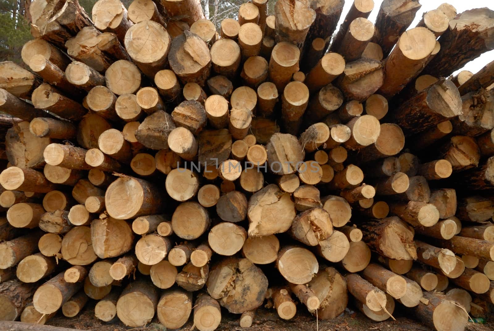 heap  log woodpile, stack tree brown nature