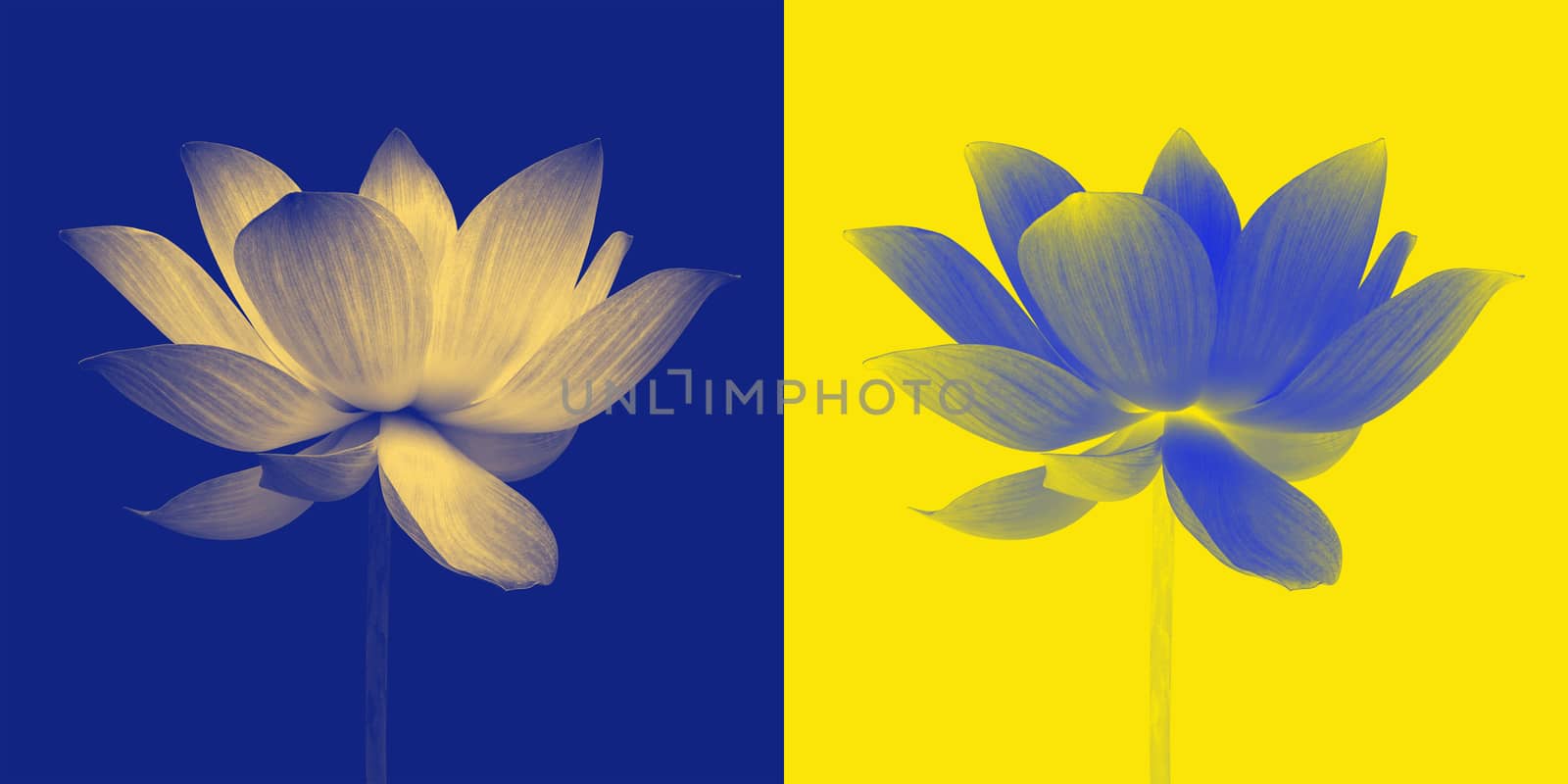 Abstract of Lotus by foto76
