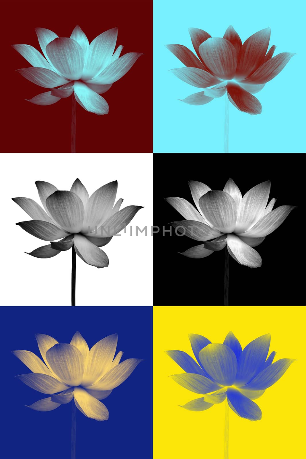 Abstract of Lotus